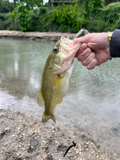 A Beginners Guide to Catching Largemouth Bass