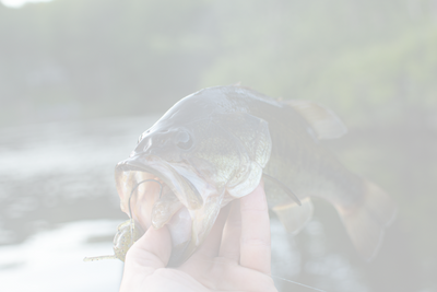Summer Bass Fishing: The Best Guide to Catching Largemouth and Smallmouth Bass in Hot Weather